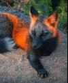 thefox Avatar