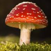 cockmushroom Avatar